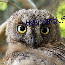 比较火的大秀平台 （稿源）
