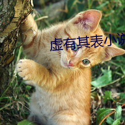 虛有其表小說