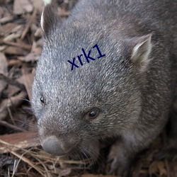 xrk1