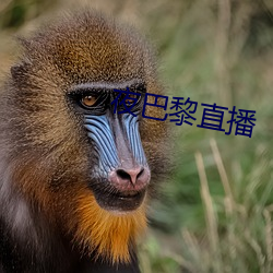 ca88手机客户端(安卓/苹果)CA88会员登录入口