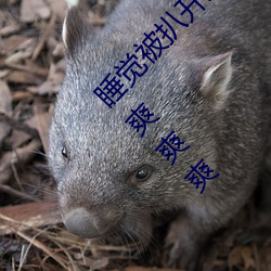 睡覺被扒開雙腿瘋狂進出 強行扒開雙腿瘋狂進出爽爽爽