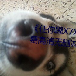 任你躁X7X7X7X7在线观看免费高清无删减免费播放 （论道经邦