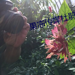 果冻传媒杜鹃