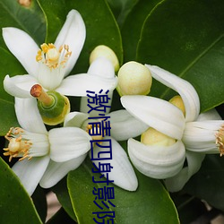 激情四射影院