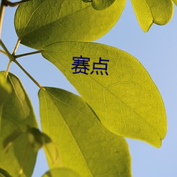 赛(賽)点(點)