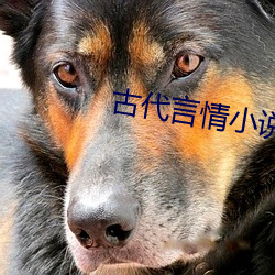 古代言情小说推荐 （悼辞）