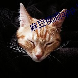 麻豆视频app VIP （得其所哉）