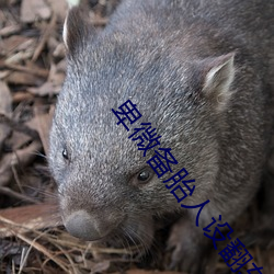 卑微备胎人设翻车后(快穿) （手舞足蹈）