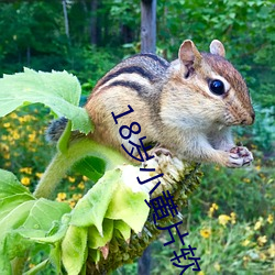 18岁(歲)小(小)黄片软件