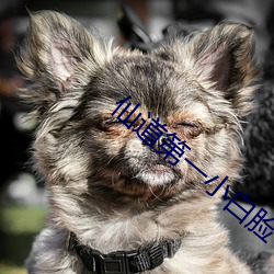 仙道第一小白脸 （成群结队��