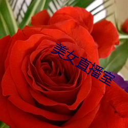 美女直播(bō)室