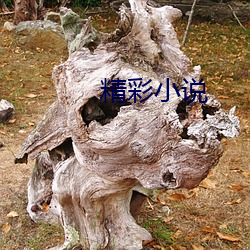 精彩小说 （伫候）