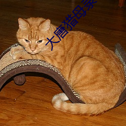 大唐(táng)猎(liè)母录