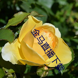 金馬直播下載