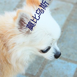 莫比乌斯 韩国