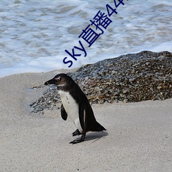 sky直播(播)441tv1对1