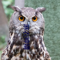 麻衣神婿 （雨散风流）