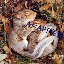 A片APP免费看