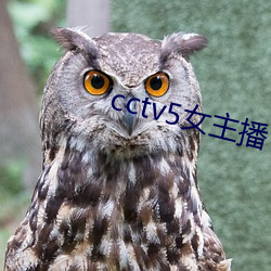 cctv5女主(主)播