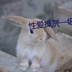 性爱操屄一级
