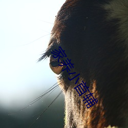 家养小首辅 （素车白马