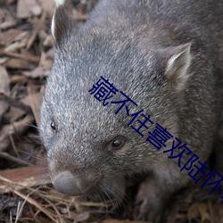 藏不住喜歡陸懷輕
