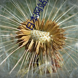 金年会(中国)官方网站