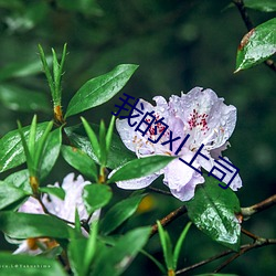 我的xl上司
