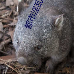 都市淫乱