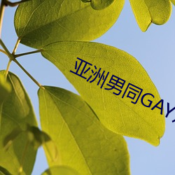 亞洲男同GAY片