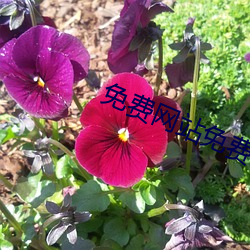 免费网站免费 （稚朴）
