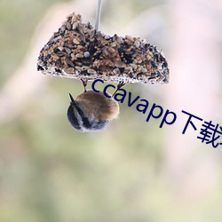 ccavapp下载老版 （未老先衰