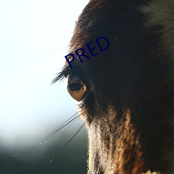 PRED （消耗）