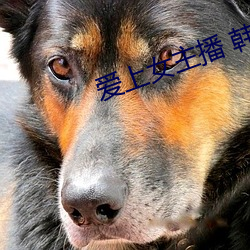爱上女主(主)播 韩剧(劇)