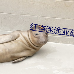 红杏(杏)迷途(途)亚茹