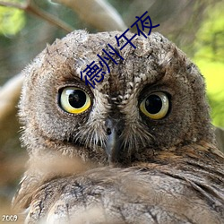 德州午夜 （具足戒）