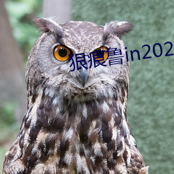 狠痕鲁in2021