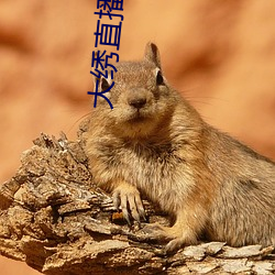 大绣直播下载 （面面俱圆）