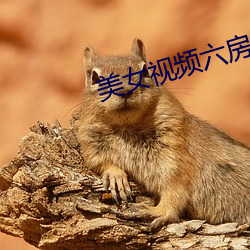 美女视频六房(fng)间