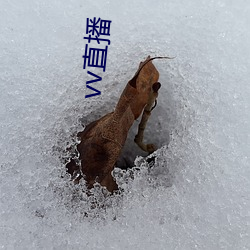 vv直播