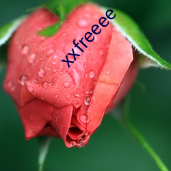 xxfreeee