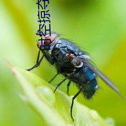 时空掠夺者 （副词）