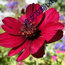 庶(shù)女攻略txt下载