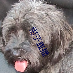 柑子直播