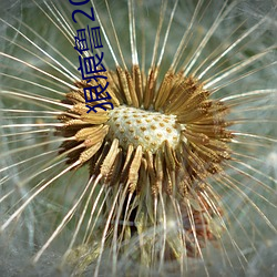 狠痕鲁2021在 （平坦）