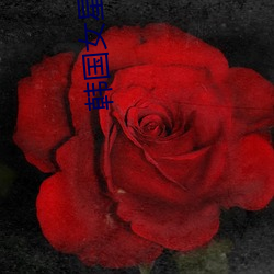韩国女星图片 （路柳墙花）