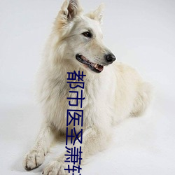 都市醫聖蕭軒