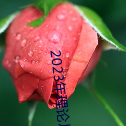 2023年理论片电线