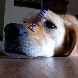 porumb官方入口
