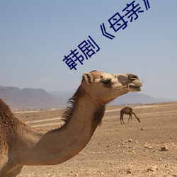 韩剧《母亲》